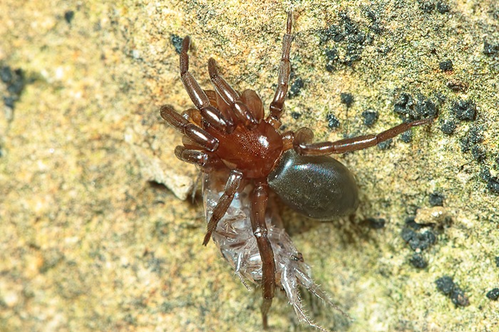 3 Trachyzelotes sp. + 1Mesiotelus tenuissimus